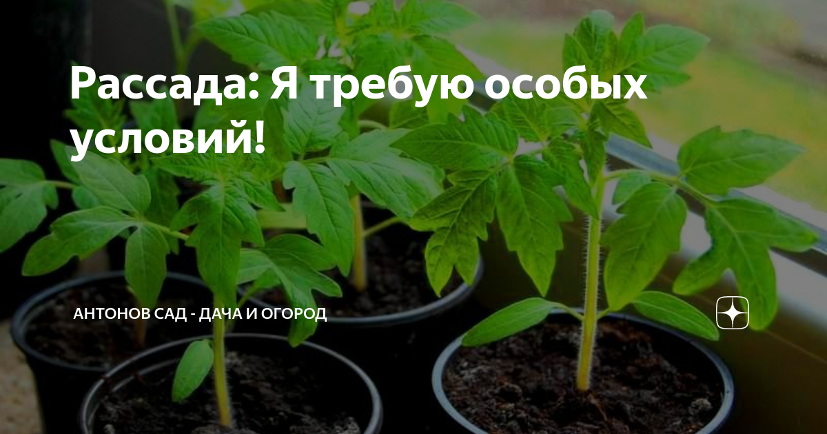 Когда надо сеять помидоры. Рассада томатов