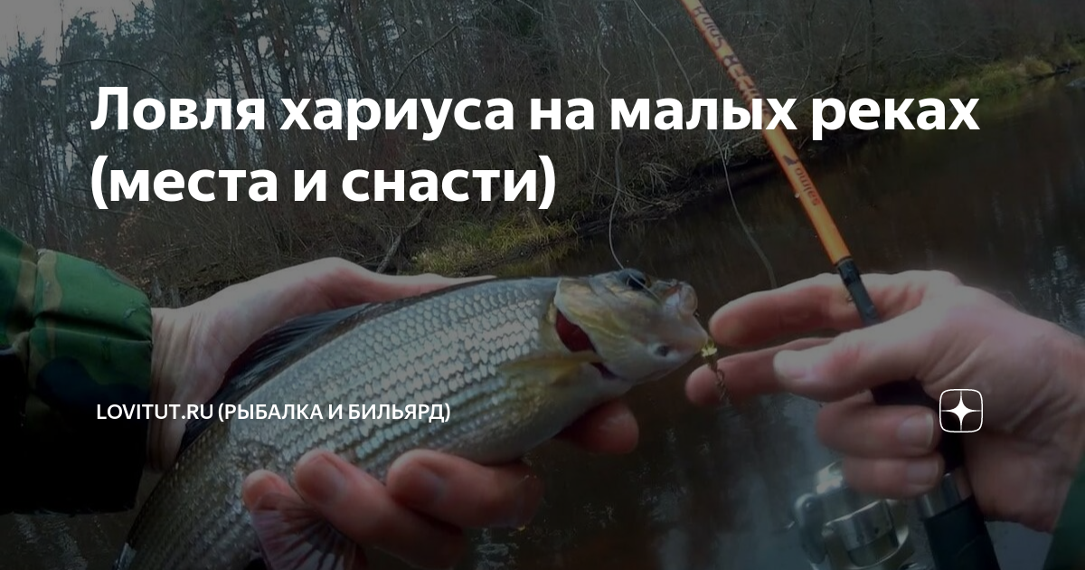 На что ловить хариуса в октябре. Хариус. Ловля хариуса на спиннинг на малых реках. Рыбалка в яме. Какая рыба водится в подмосковных прудах.