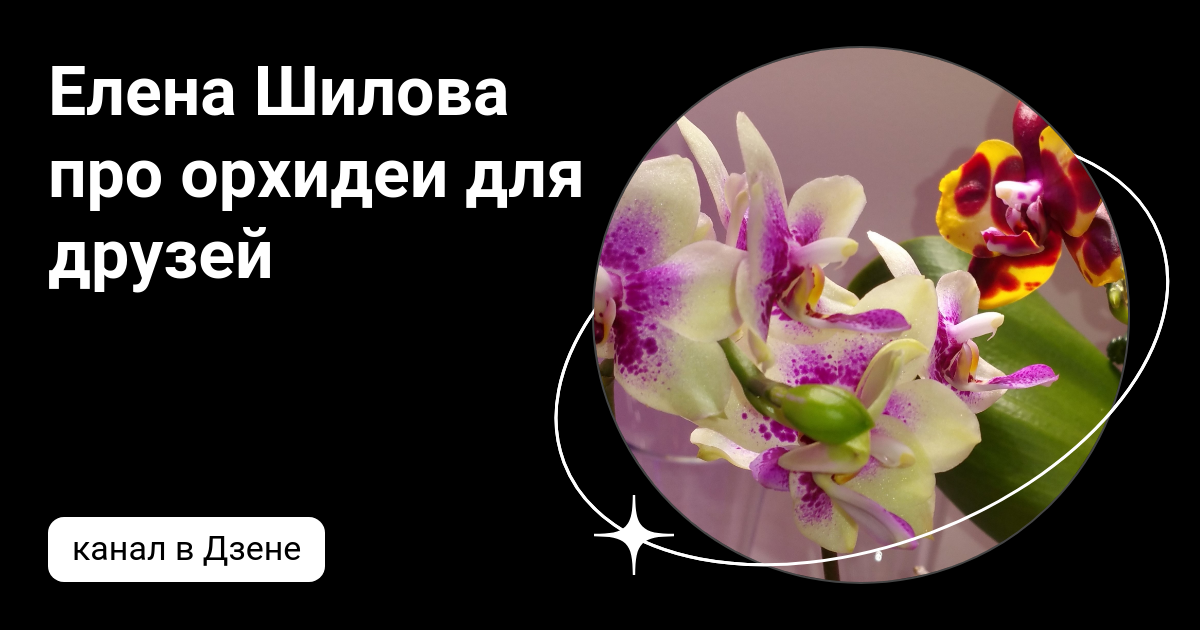 Елена Шилова про орхидеи для друзей | Дзен