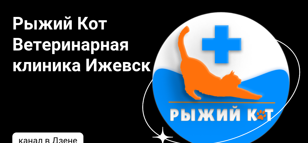 Ветеринарная черкесск. Ветеринарная клиника в Севастополе рыжий кот. Ветклиника Ижевск черепахи. Рыжий кот ветклиника на Карпинского 64. Имени Котова ветклиника.