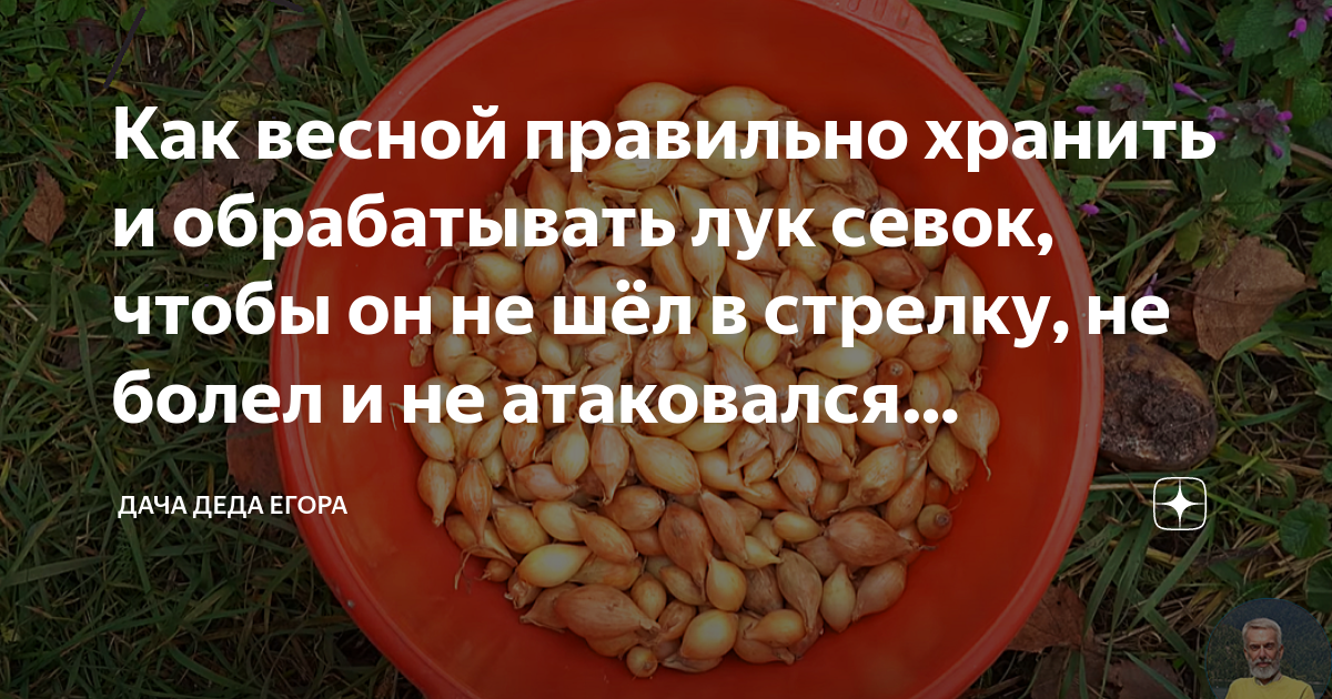 Где хранят севок до посадки. Как хранить лук-севок до посадки в квартире до весны.