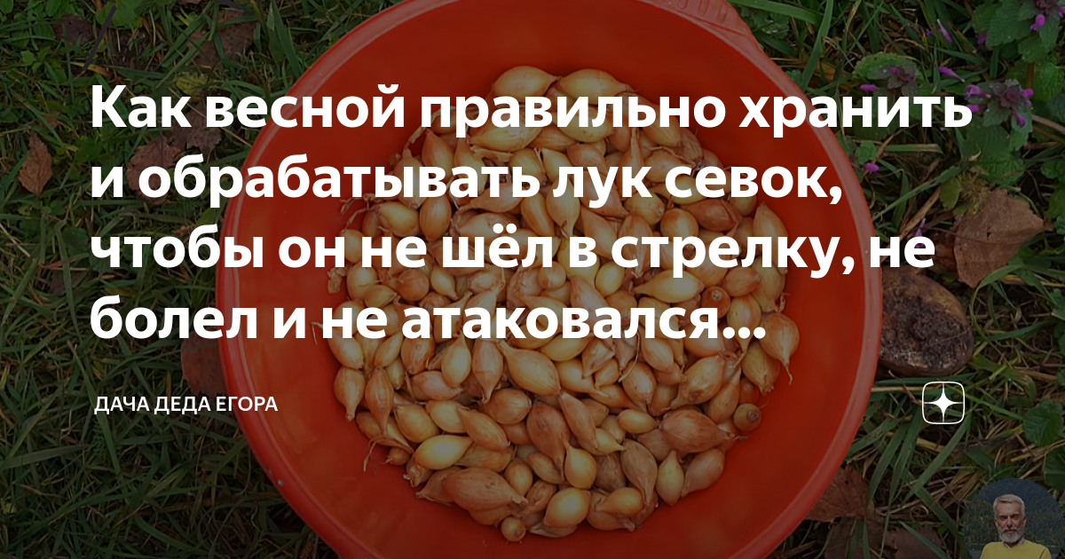 Как хранить лук-севок до посадки в квартире до весны. Как сохранить лук севок до весны в домашних условиях в квартире.