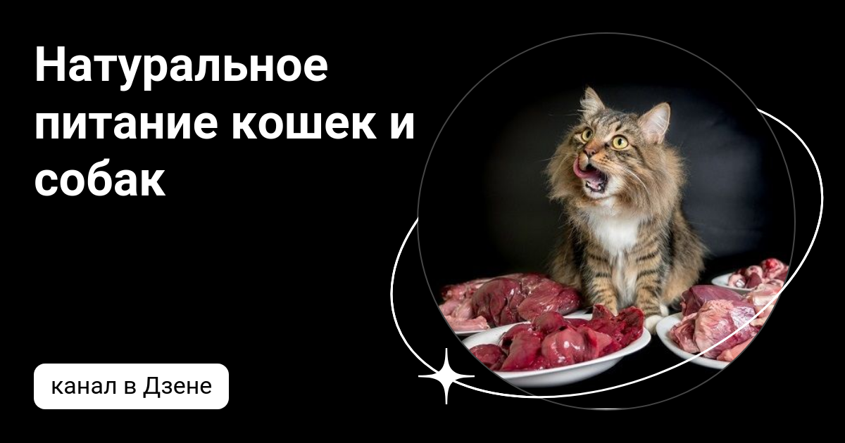 Питание кошек