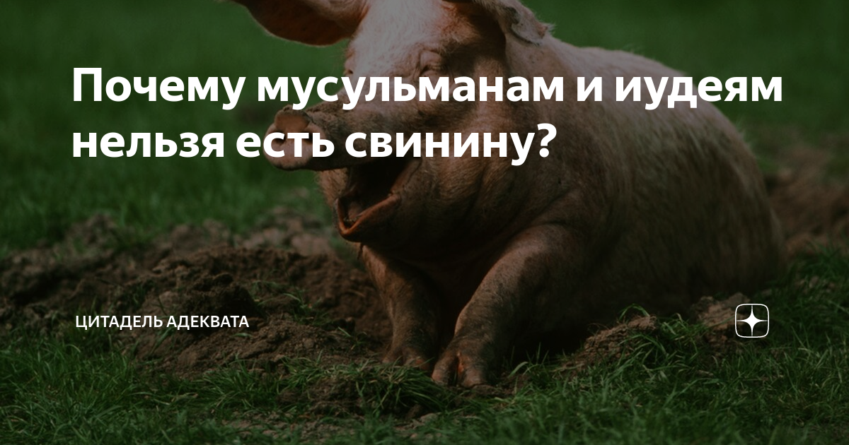 Почему мусульманам нельзя есть свинину. Почему мусульманам нельзя свинину.