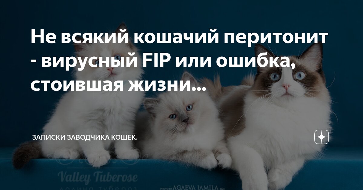 Не всякий кошачий перитонит - вирусный FIP или ошибка, стоившая жизни ...