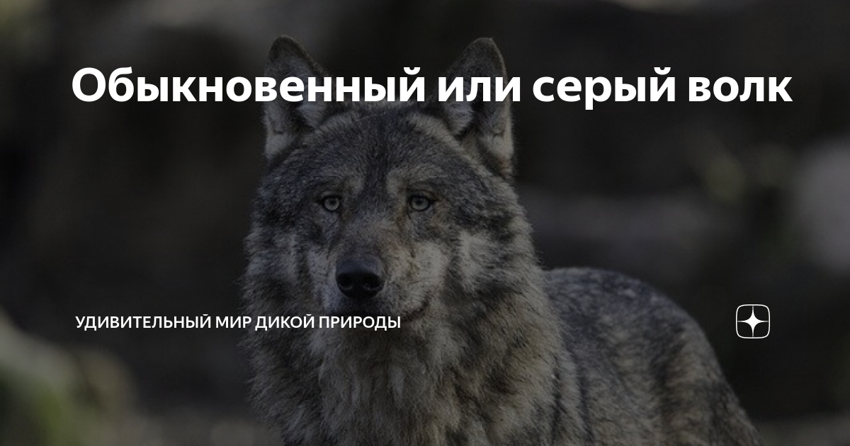 Классификация волка обыкновенного. Энциклопедия аст большая детская энциклопедия животные. Волк красная книга. Описание волка обыкновенного. Классификация волка по биологии.