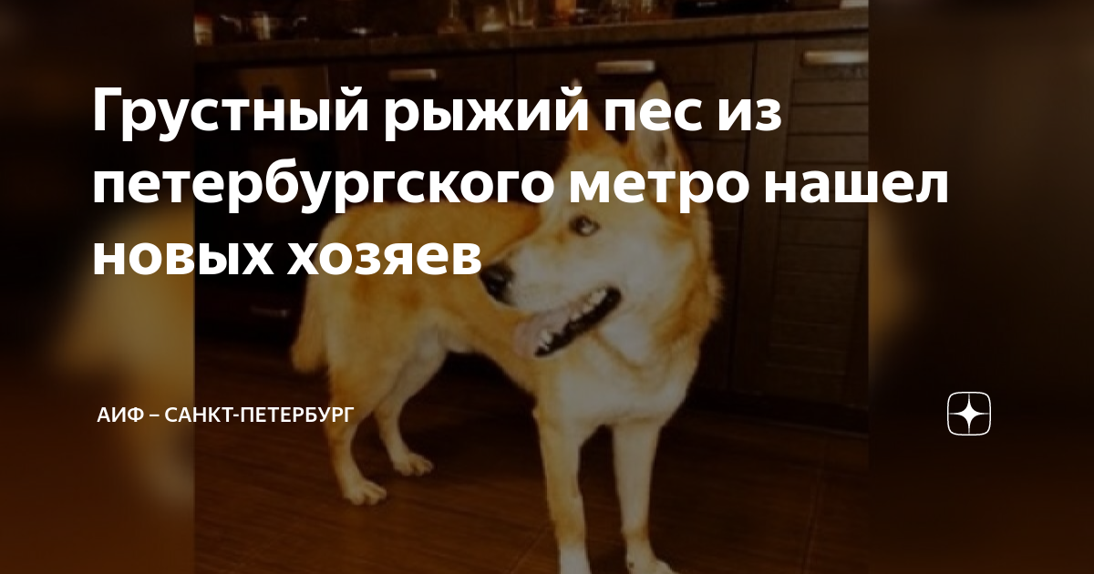 Грустный рыжий пес из петербургского метро нашел новых хозяев | АиФ ...