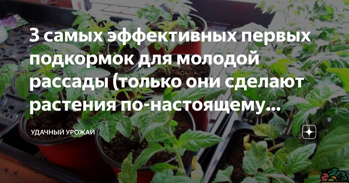 прикурился к траве что делать