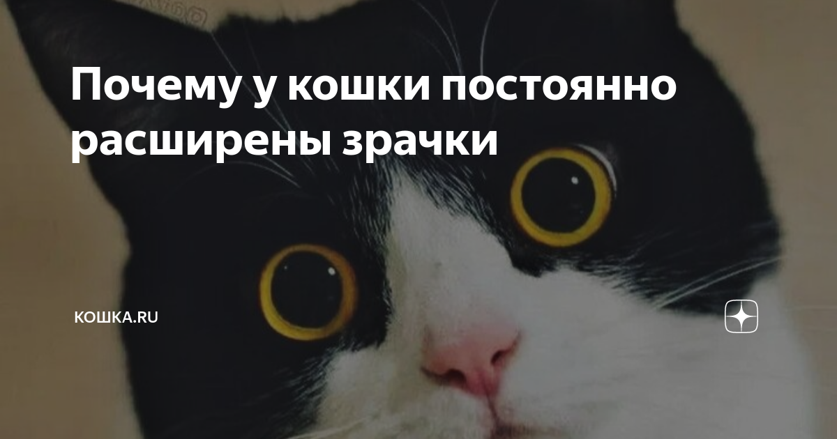 Почему у кошки постоянно расширены зрачки | Кошка.ru | Дзен
