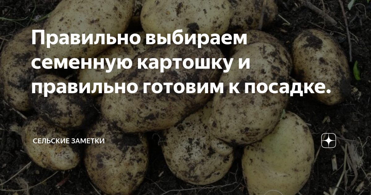 Проращивать картофель в темноте или на свету. Готовим картофель к посевной в опилках. Семенной картофель руки. Посадка картофеля на Урале. Буклет семенного картофеля.