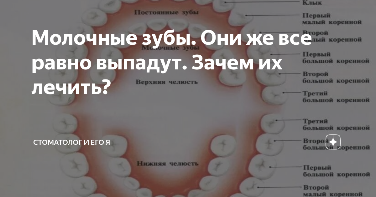 Лечить или удалить молочный зуб. Молочные зубы у взрослых. молочный зуб у взрослого человека. зубы по числам. какие зубы можно вылечить.