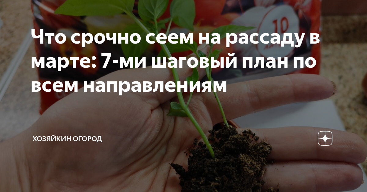 Что сеять в марте на рассаду. Настоящий лист у рассады. Когда сеять помидоры на рассаду. Сеять перец на рассаду в марте 2023. День посадки цветов.