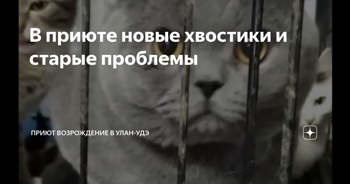 В приюте новые хвостики и старые проблемы | Приют Планета Возрождение в ...
