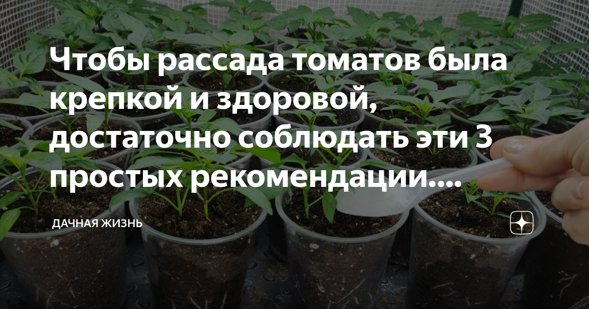 чтобы рассада помидор была толстой. чем подкормить рассаду томатов чтобы были толстенькие. одеоз рассады томатов. подкормка рассады помидор до пикировки. чтобы рассада помидор была толстой.