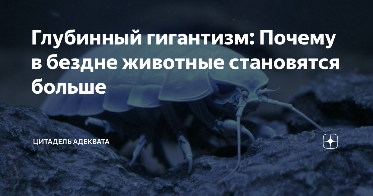 Глубинный гигантизм: Почему в бездне животные становятся больше ...