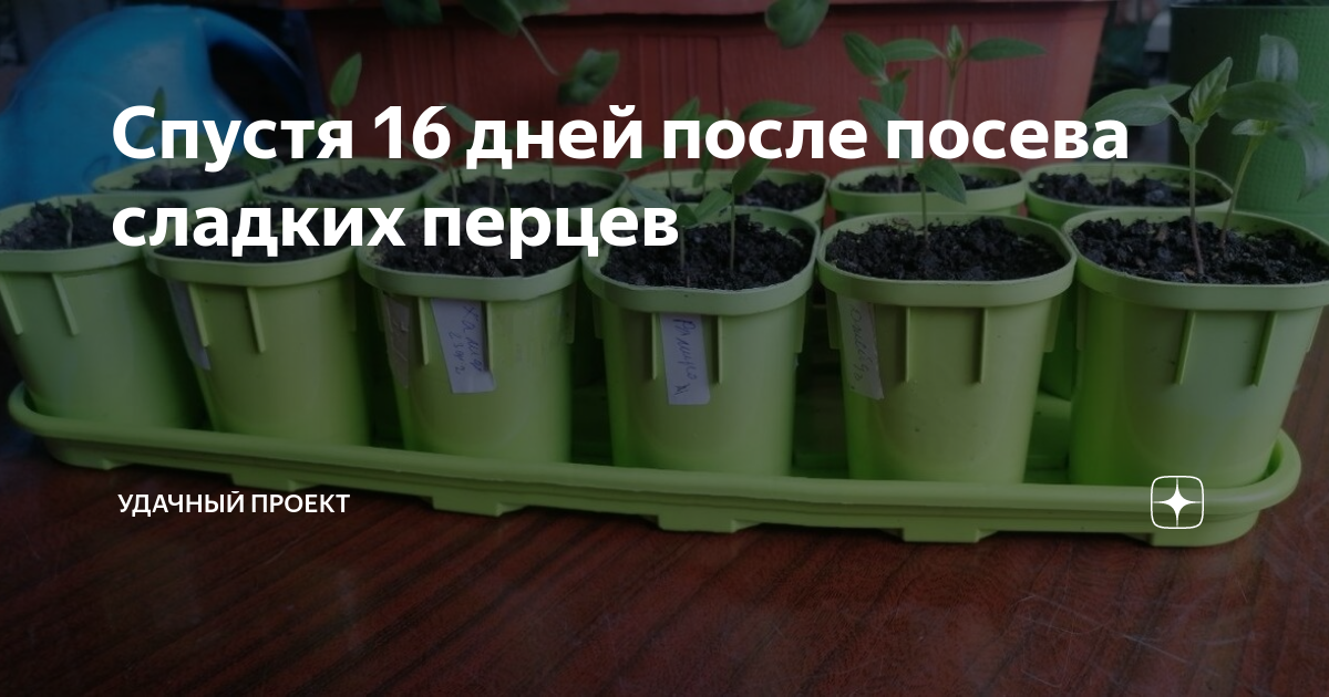 Через сколько дней всходят перцы после посева. Пикировка. Благоприятные дни для пикировки перца. Сколько всходят перцы. Сколько дней всходит перец после посадки.