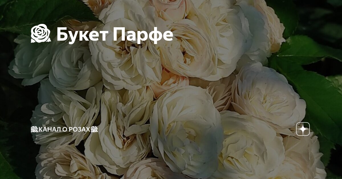 🌹 Букет Парфе | Розарий Ангелочек - Розы Цветы Садоводство | Дзен