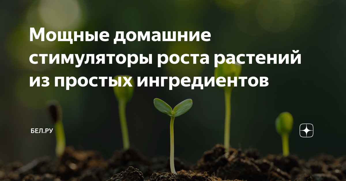 3 популярных стимулятора корнеобразования, которые можно сделать в домашних условиях