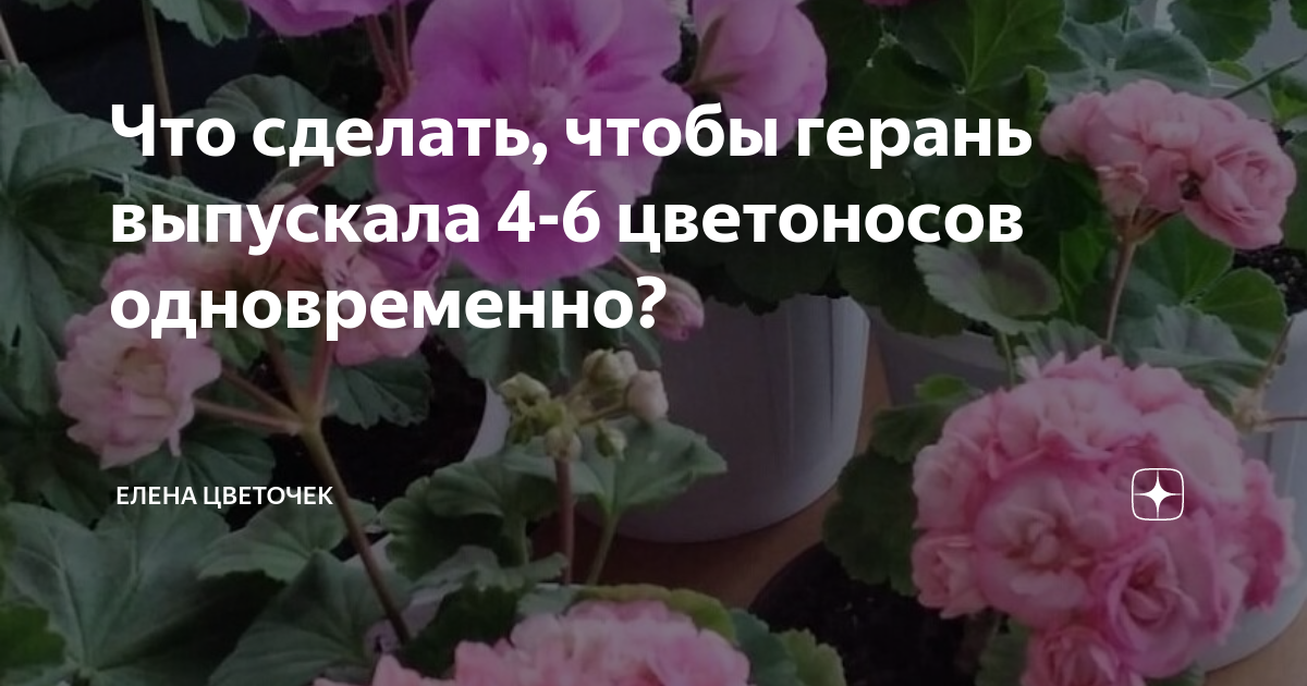 Выписать герани. Герань 2. Герань высота стебля. Герань цветет юмор. Кустовая герань как ухаживать.