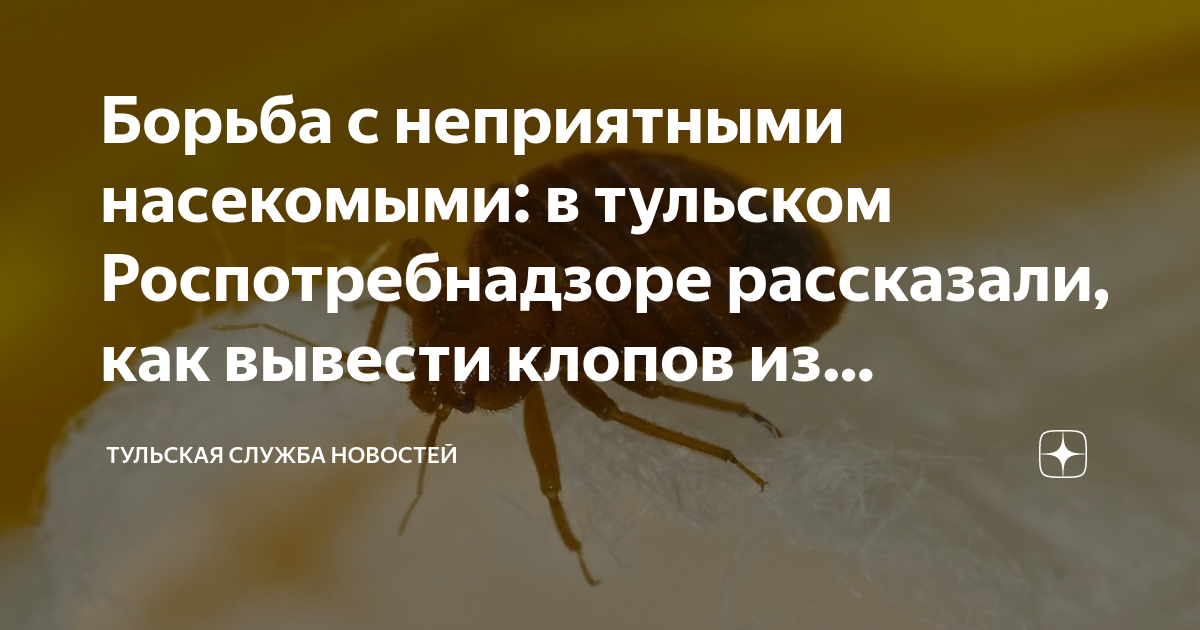 Борьба с неприятными насекомыми: в тульском Роспотребнадзоре рассказали ...
