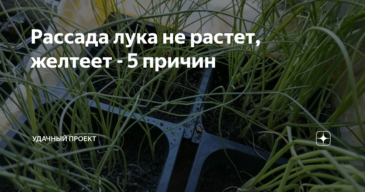 Рассада лука не растет, желтеет - 5 причин | уДачный проект | Дзен