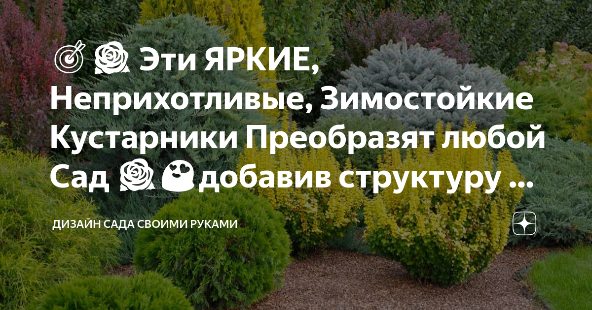 🎯🌹 Эти ЯРКИЕ, Неприхотливые, Зимостойкие Кустарники Преобразят любой ...