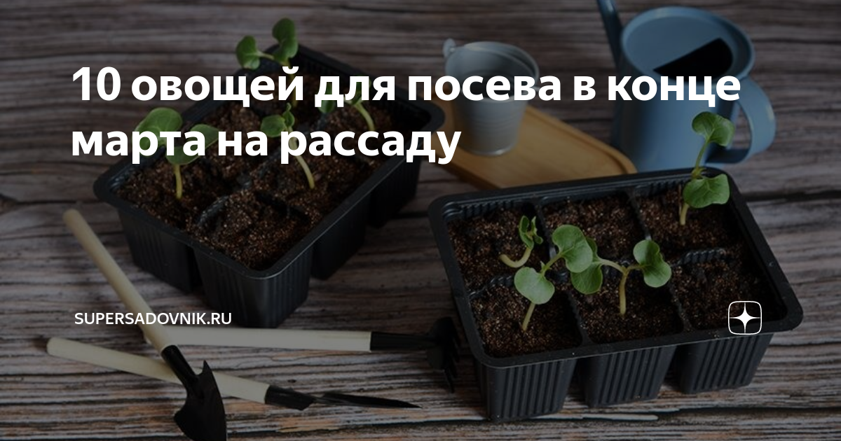 Когда в марте можно сеять перец. Что сажают в марте на рассаду. Пикировка. Рассада в апреле. Сажаем цветы на рассаду