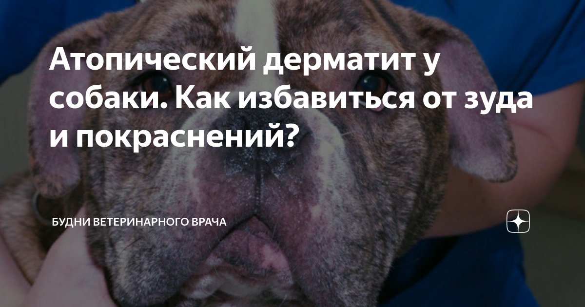 Атопический дерматит у собаки. Как избавиться от зуда и покраснений ...
