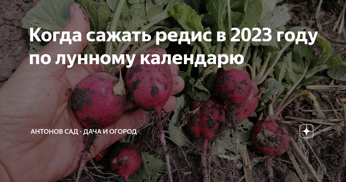 Посадка редиса в апреле по лунному календарю. Редиска 1 этап посадка. Посадки в 2023 году по лунному календарю. РЕДИСВ грядке невыровшаяся. Когда посадки урожая.