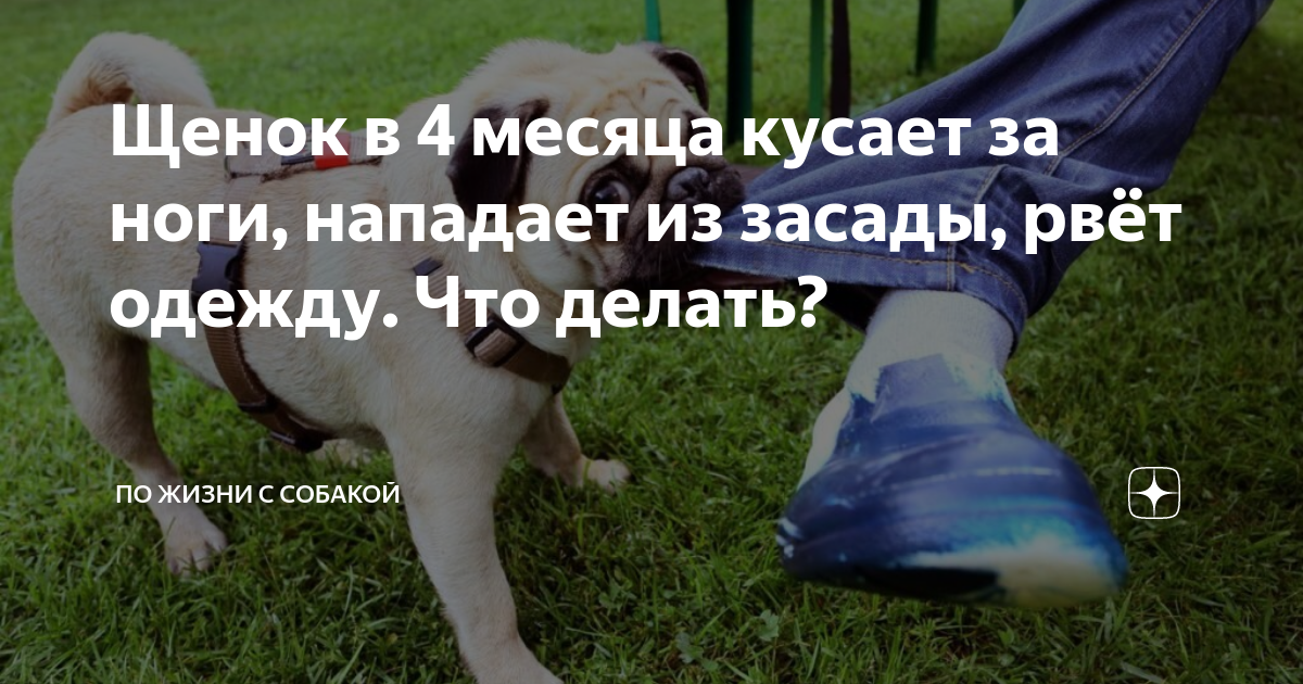 Щенок кусается. Щенок кусает руки как отучить. Как отучить щенка кусать. Щенок кусает руки как отучить. Щенку месяц кусается.