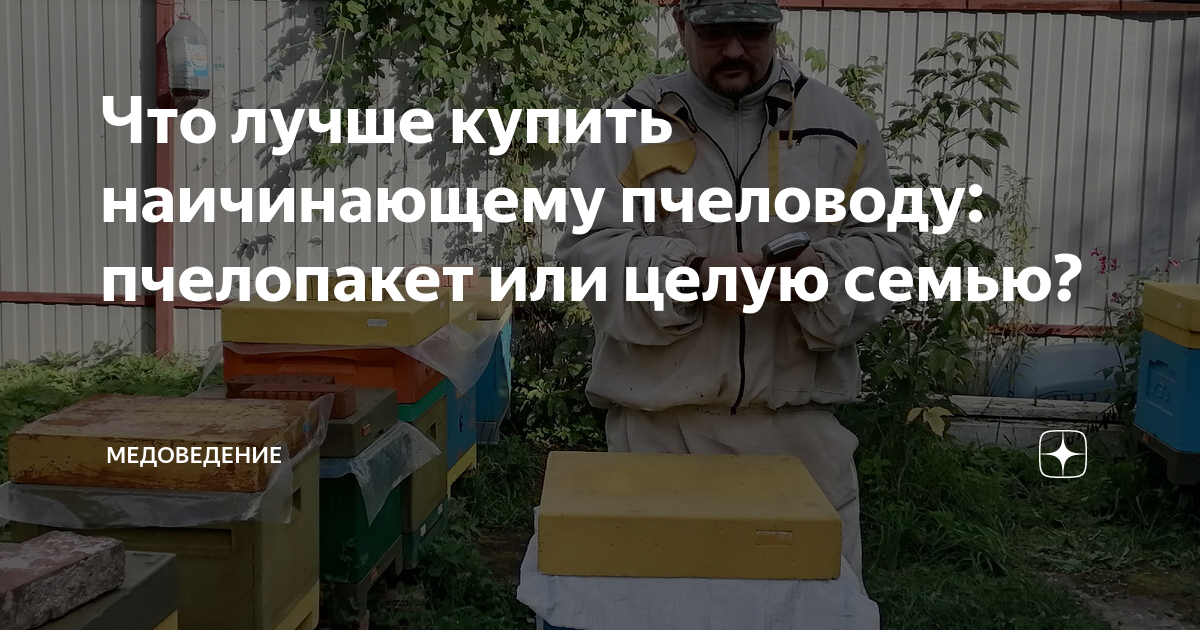 Что лучше купить наичинающему пчеловоду: пчелопакет или целую семью ...