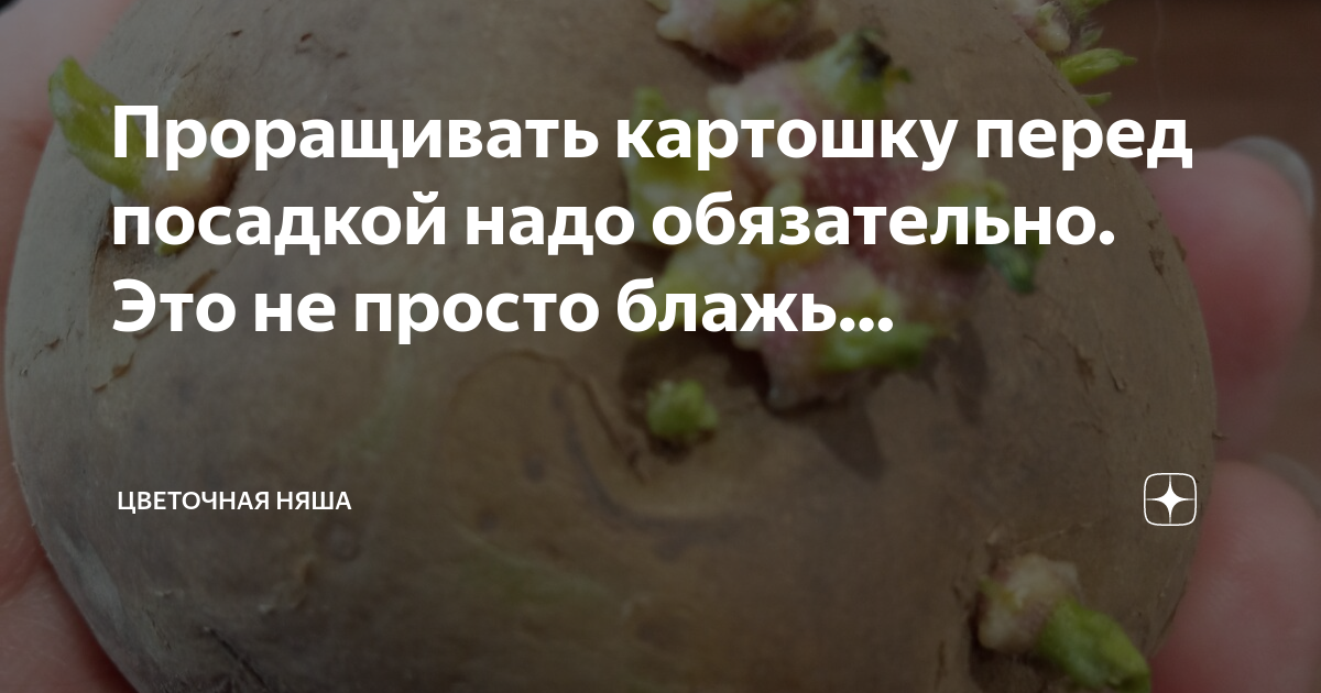 Канал цветочная няша дзен. Канал цветочная няша дзен. Вербейник монетчатый. Вербейник монетчатый купить. Цветочная няша.