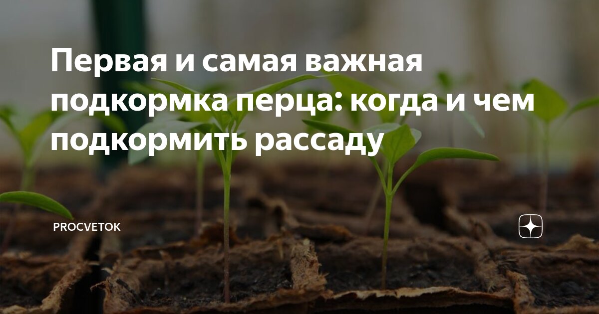 Первая и самая важная подкормка перца: когда и чем подкормить рассаду 🫑 ...