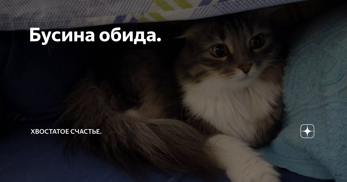 Бусина обида. | Хвостатое счастье | Дзен