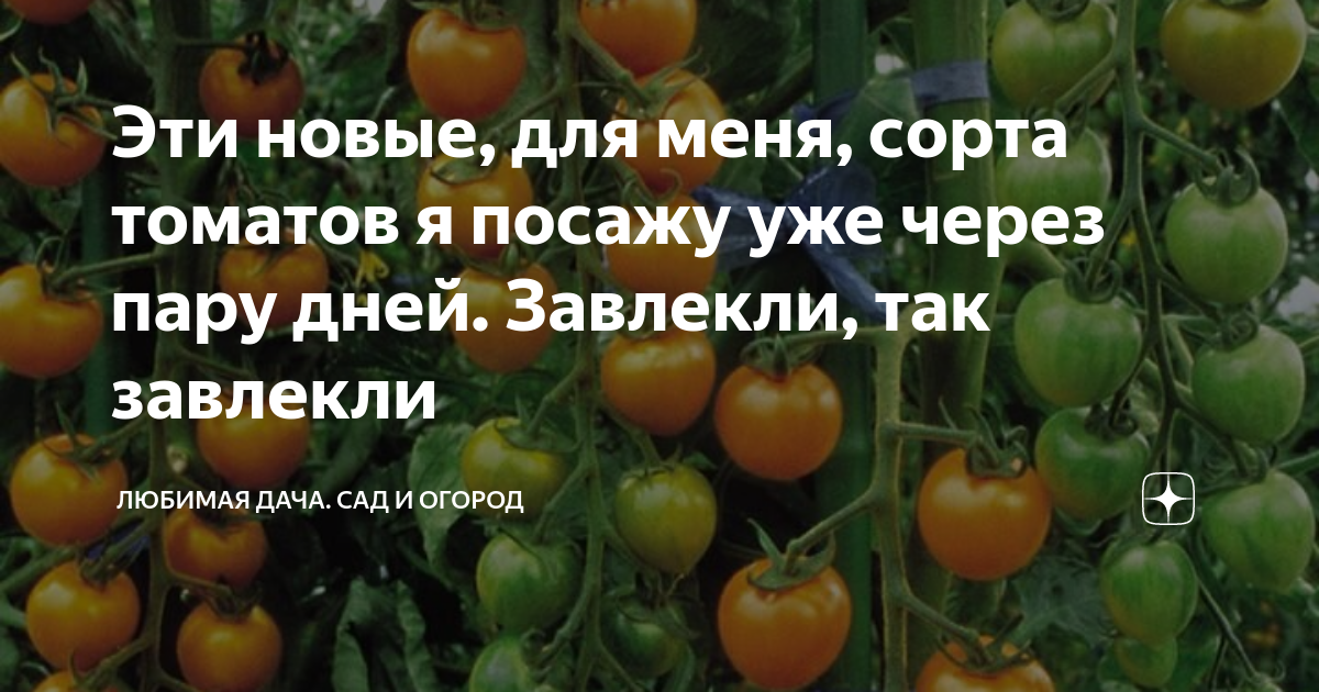 Бакинский томат описание сорта фото. Сорта крупных мясистых и очень ранних томатов. Сорт "а". Средний вес помидора. Томат бутылочный из Кастелламонте.