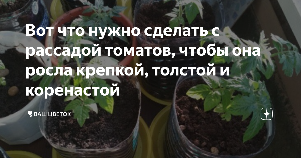 Чтобы рассада росла крепкой и толстой. Всход рассады помидор. Саженцы томатов. Рассада помидор вытянулась. Цветы без рассады.