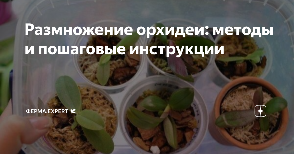 Орхидея: уход в домашних условиях, пересадка и размножение | прокат-авто-стр.рф