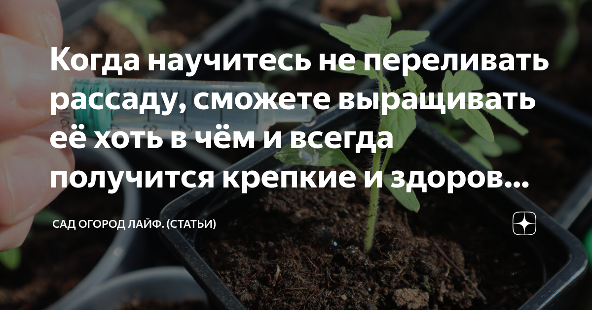 Когда научитесь не переливать рассаду, сможете выращивать её хоть в чём ...