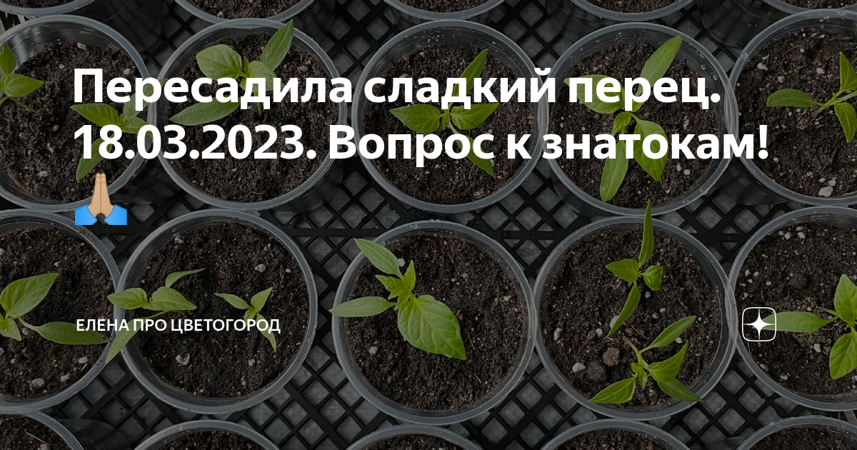 Когда можно пересаживать перец в марте 2024. Рассада. Рассада перца. Посев перца на рассаду. Черный перец рассада.