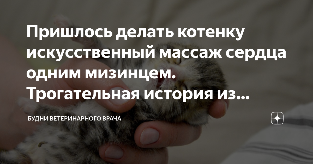 Пришлось делать котенку искусственный массаж сердца одним мизинцем ...