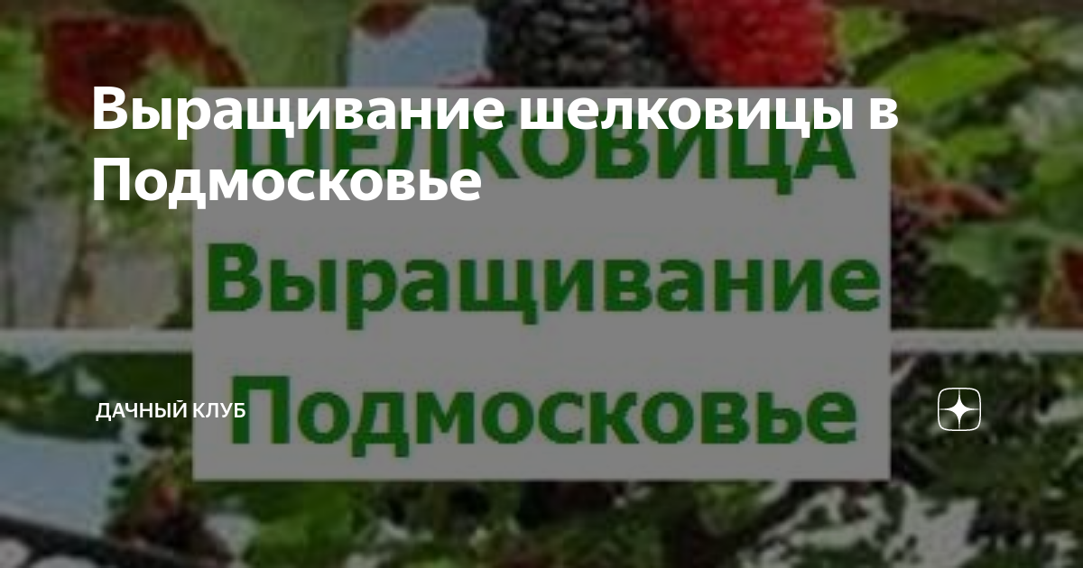 Выращивание шелковицы в Подмосковье | Дачный клуб | Дзен