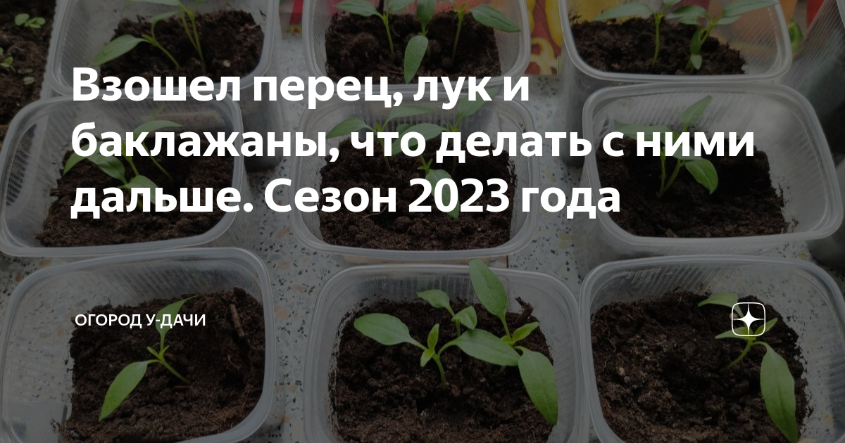 рассада перца всходы. крепкая рассада. месячная рассада перца. рассада перца всходы. взрослый перец рассада.