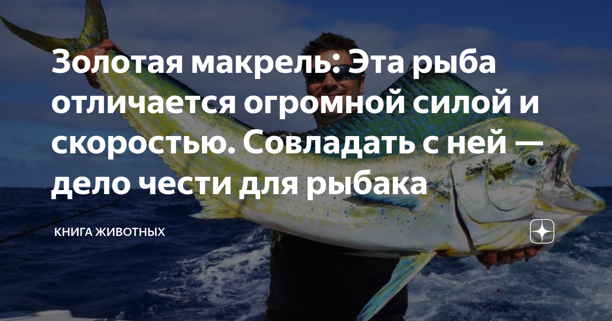 Золотая макрель: Эта рыба отличается огромной силой и скоростью ...