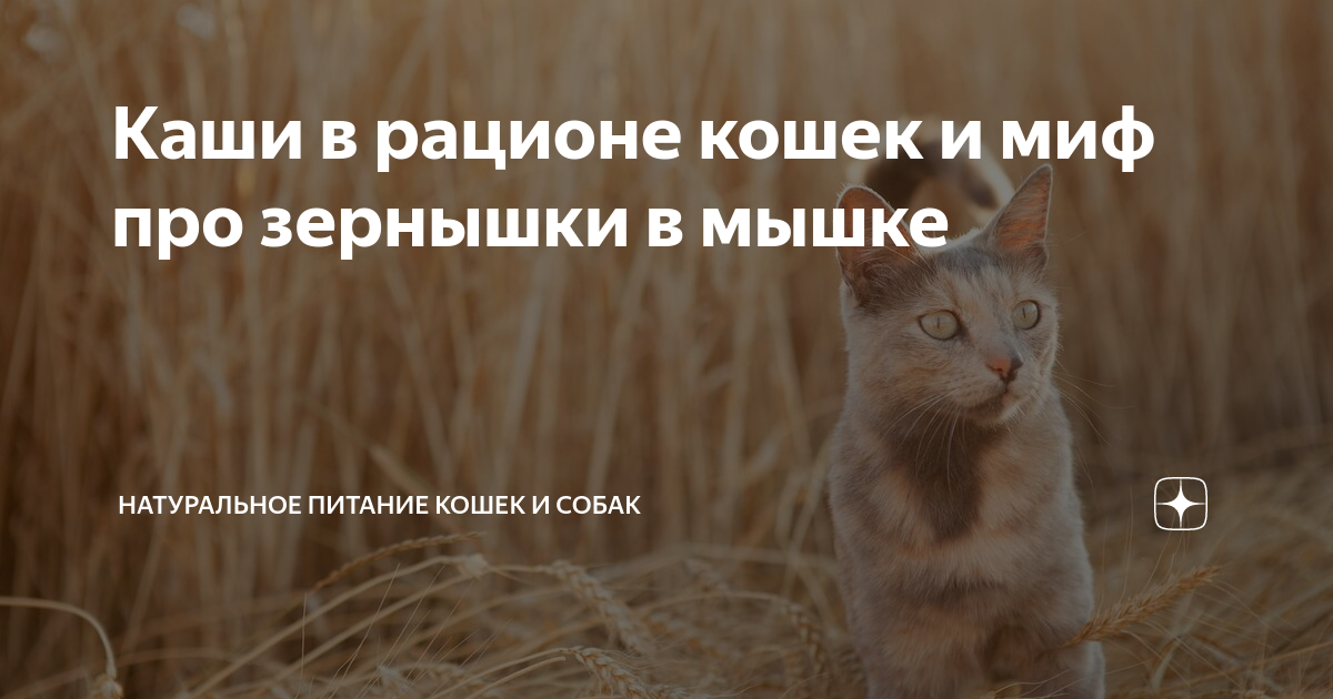 Каши в рационе кошек и миф про зернышки в мышке | Натуральное питание ...