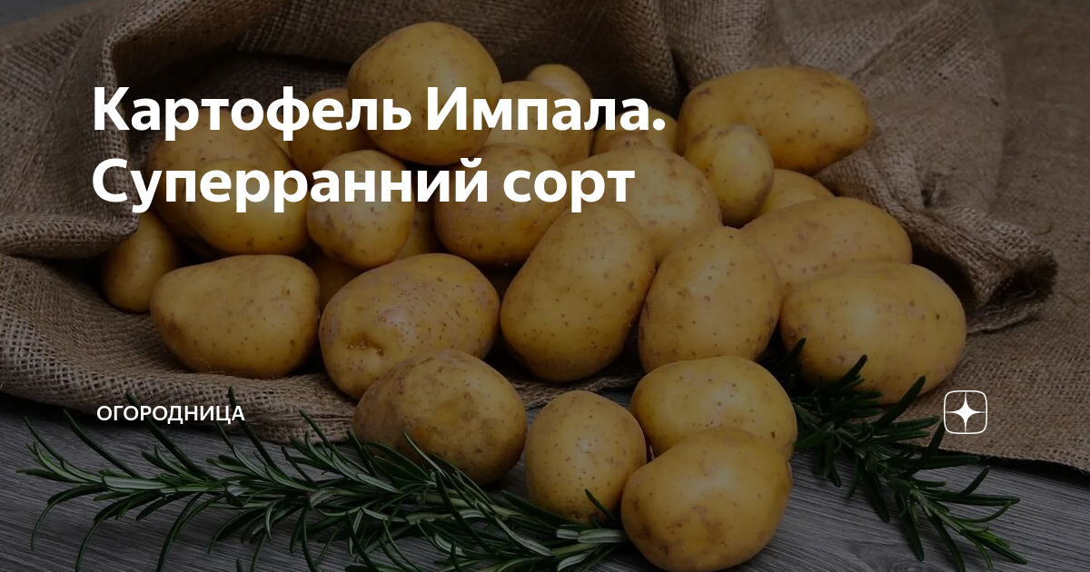 Пшеница овес подсолнух кукуруза все уже созрело и требовало хозяйских хлопот схема предложения