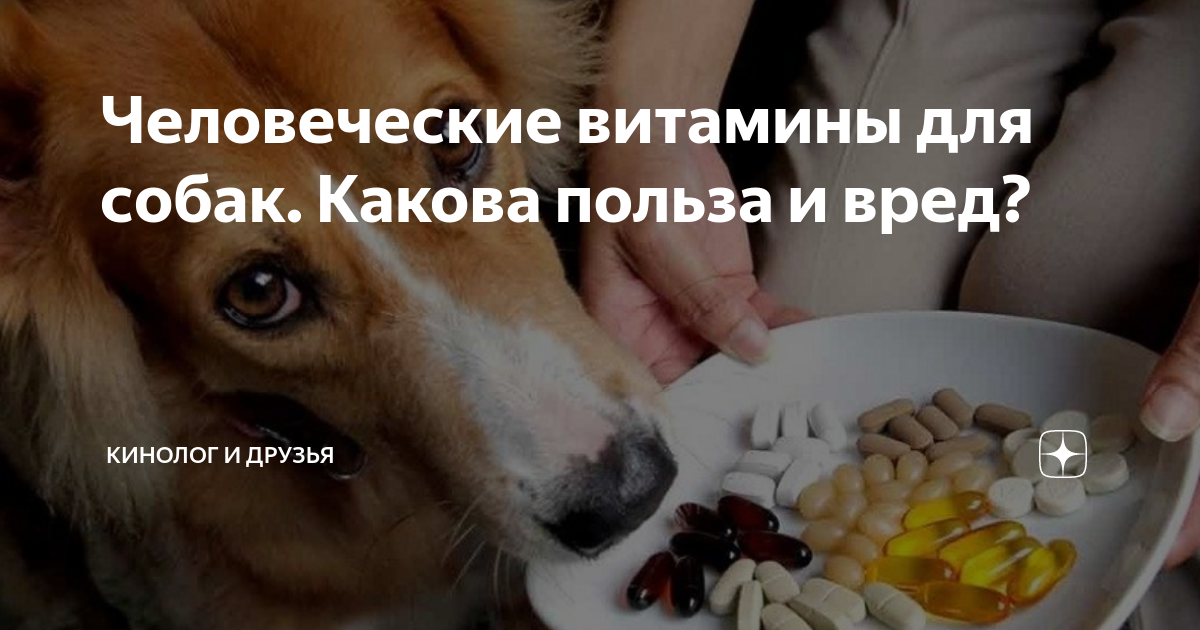 Как давать витамины собаке