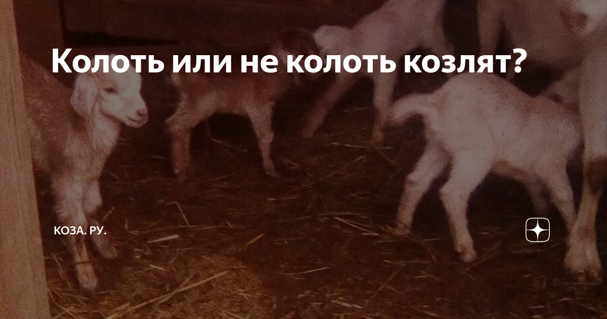 мой козленок