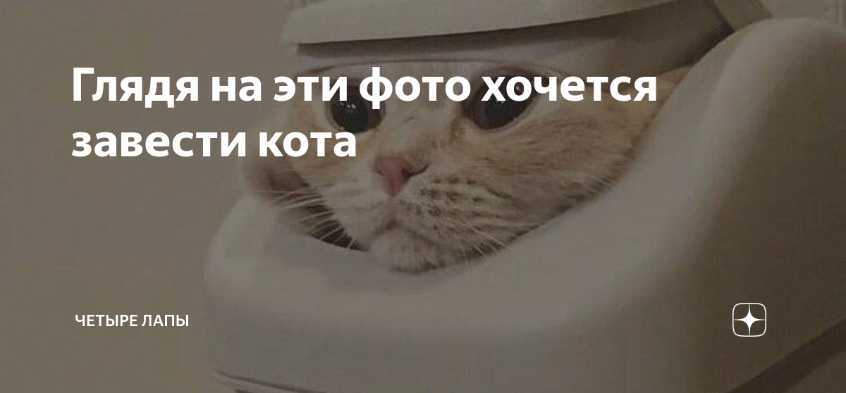 Глядя на эти фото хочется завести кота | Шиманов и Еда | Дзен