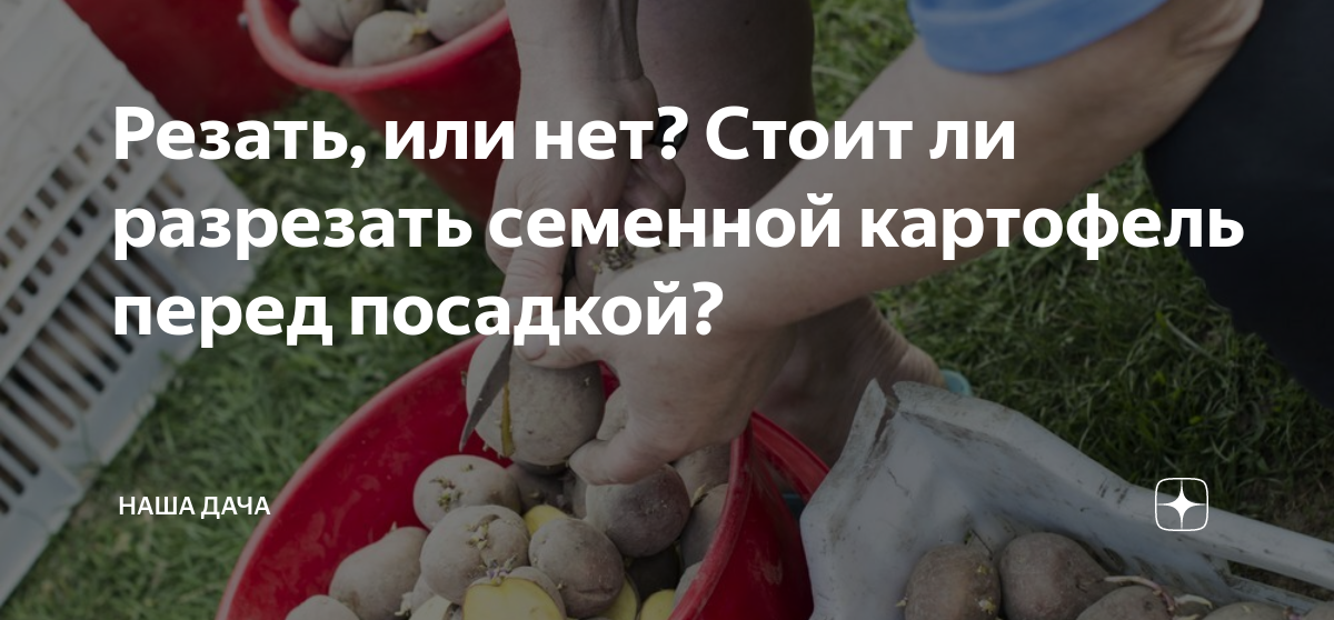 Протравливание клубней картофеля. Нет картофелю.