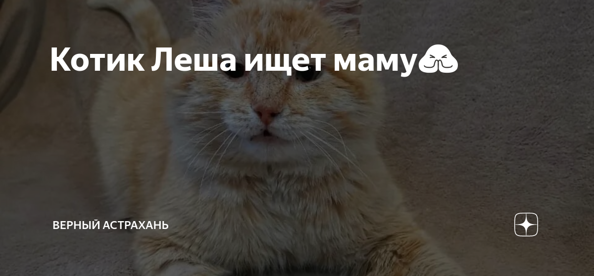Леша котиков. Леша котик. Балетмейстер Леша кот. Котик Леша из тик тока.
